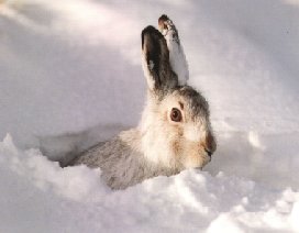 Mountain Hare