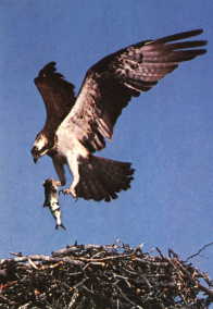 Osprey