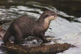 The Otter