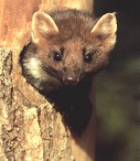 Pine Marten