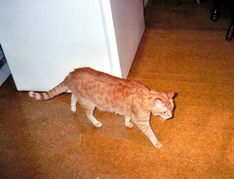 The Kitchen patrol, his favorite duty!!!