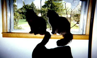 Synchronous Cats 1