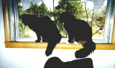 Synchronous Cats 2