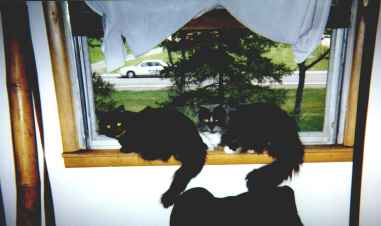 Synchronous Cats 3