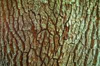 Tree bark