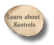 Learn more about Kestrel Falcons!