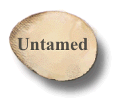 Untamed.. musings from JRM III