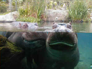 happyhippos.jpg (48462 bytes)