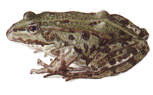 Frog