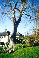 St. Feichin's Well