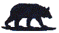 bear.gif (1962 bytes)