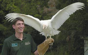 Albino Vulture