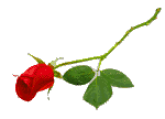 rose2.gif (1959 bytes)