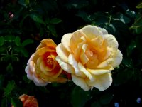 Rose Garden Yellow