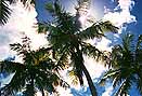 Sky behind the Palms