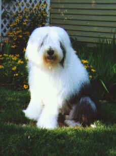 My Old English Sheepdog, Endy