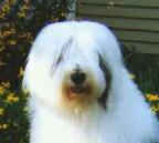 Old English Sheepdogs