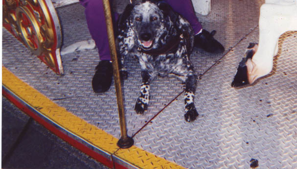 Calypso sitting on the floor, in frount of a solid seat, he's looking near the camera.