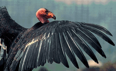 condor_flapping.gif (49948 bytes)