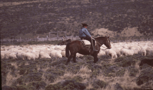 Ovejero patagonico