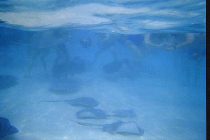 Stingrays near Cayman!