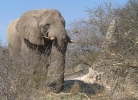 Elephant next to a large (but typical for southern Africa) termite hill.     CLICK HERE TO SEE THE LARGER VERSION OF THIS PHOTO