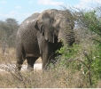 And another elephant, partially wet after dunking itself in a water hole at Etosha NP.    CLICK HERE TO SEE THE LARGER VERSION OF THIS PHOTO