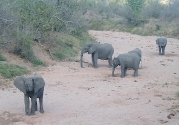 In a seemingly dry riverbed, elephants are drinking from narrow holes they dug themselves.   CLICK HERE TO VIEW A LARGER VERSION OF THIS PHOTO.