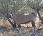 Gemsbok (oryx) close up.    CLICK HERE TO SEE THE LARGER VERSION OF THIS PHOTO