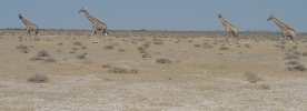 Four giraffe walking along the huge salt pan known as Etosha.    CLICK HERE TO SEE THE LARGER VERSION OF THIS PHOTO