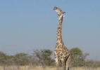 Giraffe having a good chew on a bone.  Mmmm, mmmm, good!    CLICK HERE TO SEE THE LARGER VERSION OF THIS PHOTO