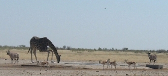 A giraffe striking the pose: drinking is a somewhat awkward enterprise, no?!  (Oryx and springbok are also visible in this shot.)    CLICK HERE TO SEE THE LARGER VERSION OF THIS PHOTO