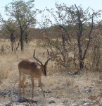 A fairly rare black faced impala.    CLICK HERE TO SEE THE LARGER VERSION OF THIS PHOTO