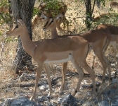 And a bit closer-up of a few impala.    CLICK HERE TO SEE THE LARGER VERSION OF THIS PHOTO