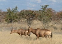 Red Hartebeest.    CLICK HERE TO SEE THE LARGER VERSION OF THIS PHOTO