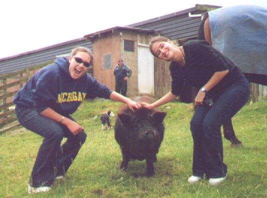 Patting the Kunekune Pig