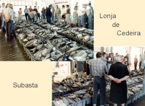 The Auction !!!!! Lonja de Cedeira  Fresh from the Sea !!!!!