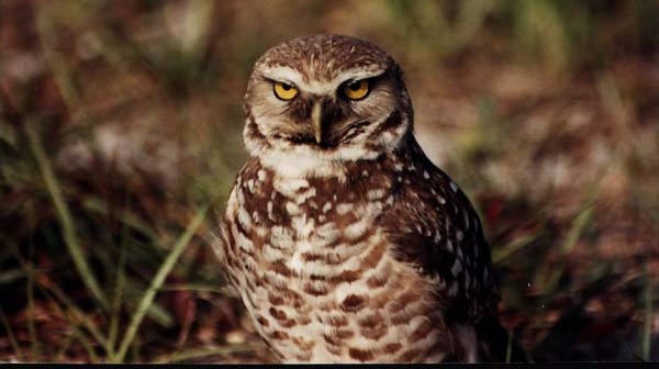 Burrowing Owl