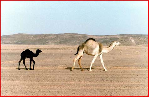 Female camel and calf in northwestern Saudi Arabia.