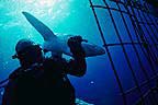 Shark, Cage and Diver