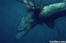 Shark caught in net