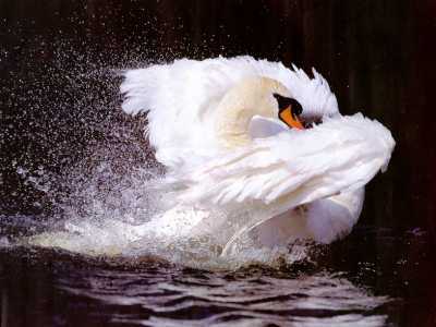 mute swan