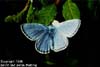 Common Blue/Polyommatus icarus