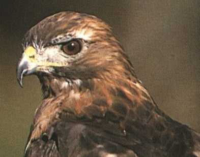 redtail hawk