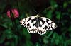 Marbled White/Melanargia galathea