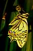 Swallowtail/Papilio machaon