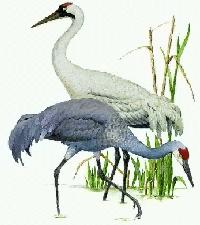 Crane