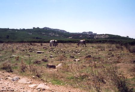 wild horses