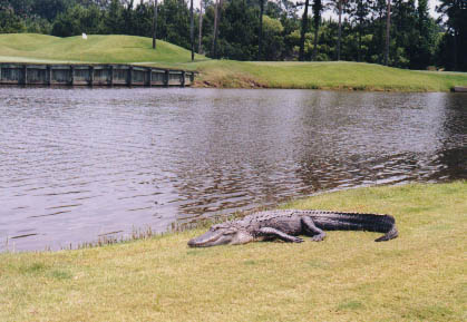 TPC water hazard