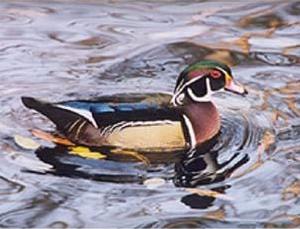 /user/woodduck1.jpg